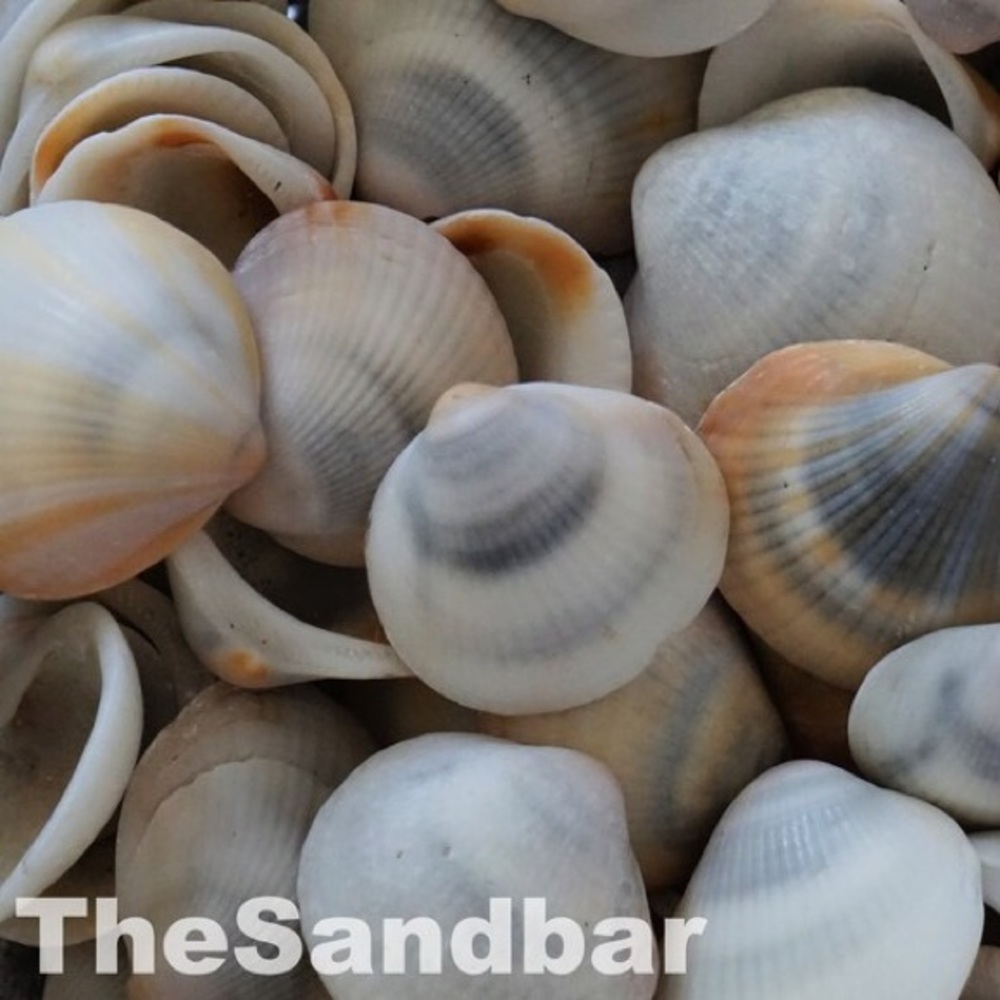 Florida Seashells Vase Filler Bulk Gray Bittersweet Clam Craft Supply TheSandbar